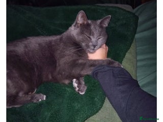 British Shorthair cats Kittens for sale - Advert 1