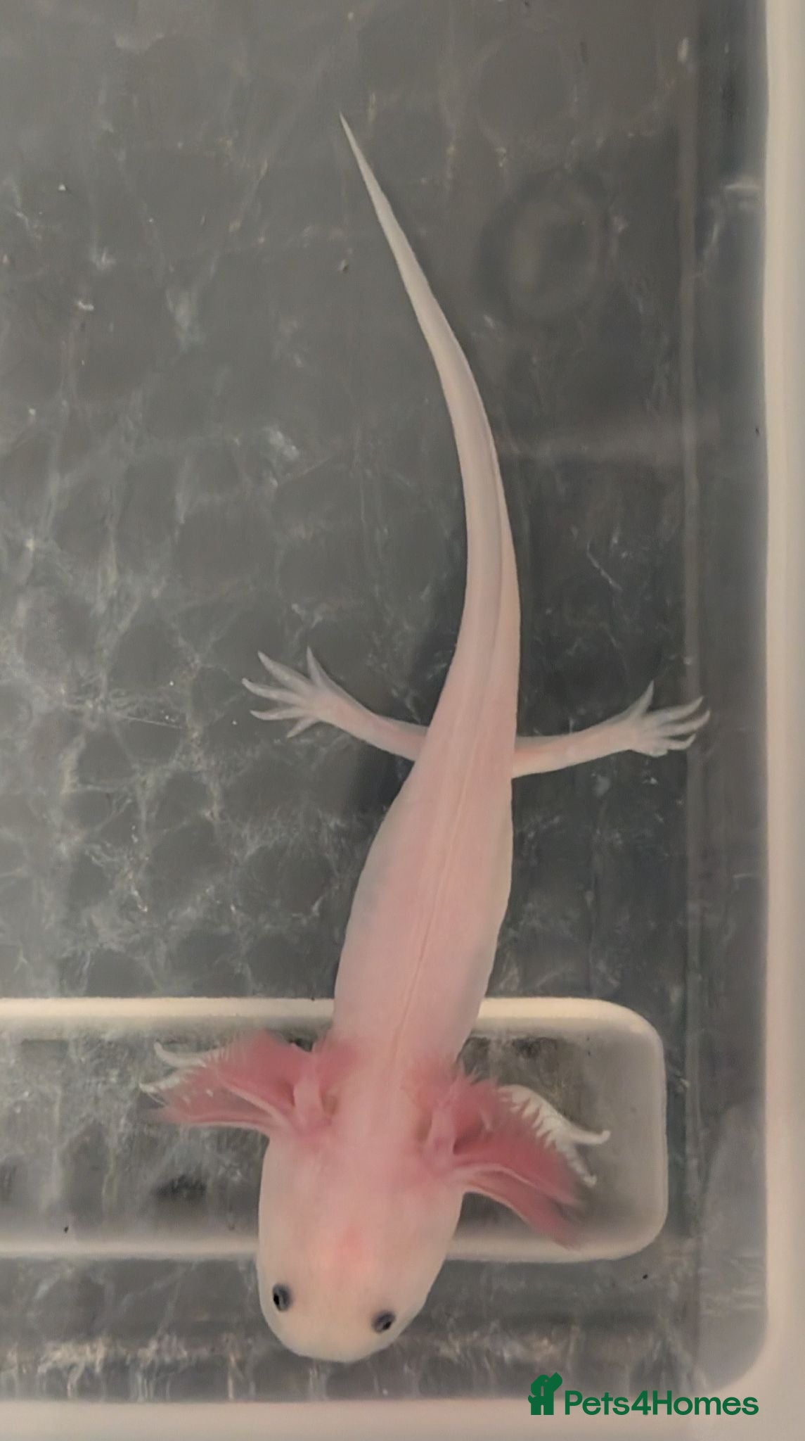 Axolotl reptiles Leucistic Axolotls - Available Now - Advert 2