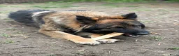 German Shepherd dogs for sale: Female german shepherd  in Derby - Advert 17