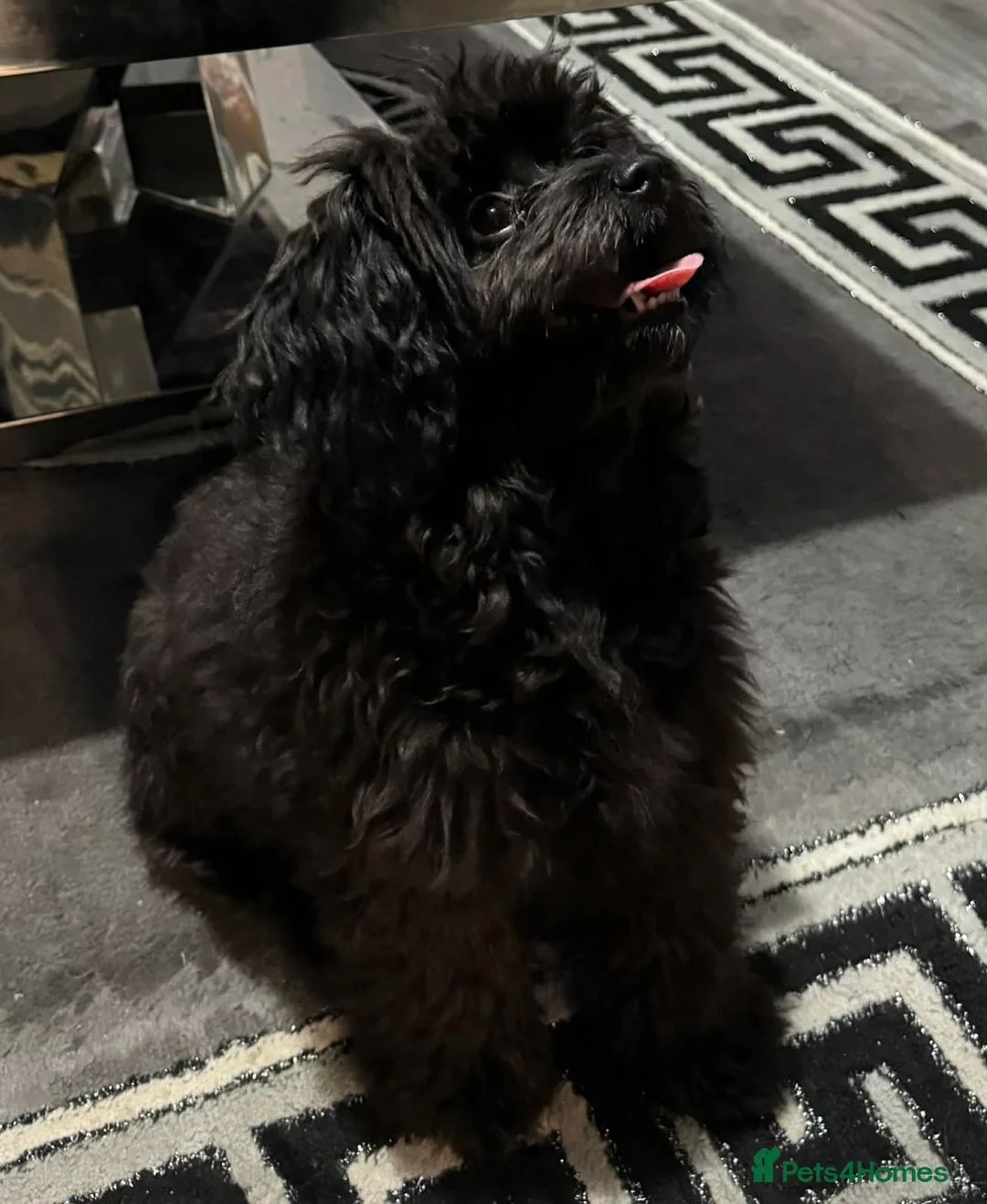 Pomapoo dogs for sale: Pomapoo - Advert 5