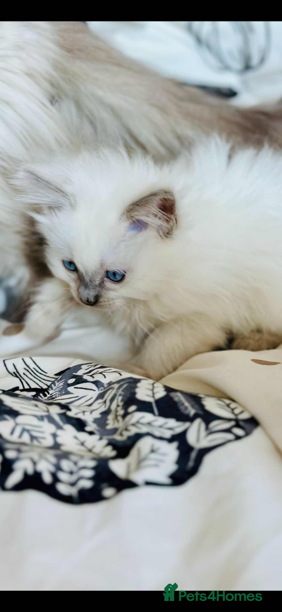 Ragdoll cats 💜💜 ADORABLE GCCF BLUE BOY  💜💜 - Advert 8