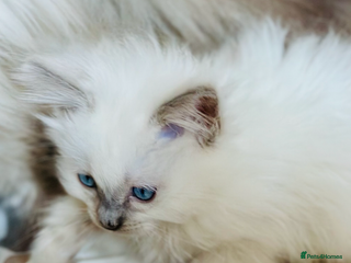 Ragdoll cats 💜💜 ADORABLE GCCF BLUE BOY 💜💜 - Advert 8