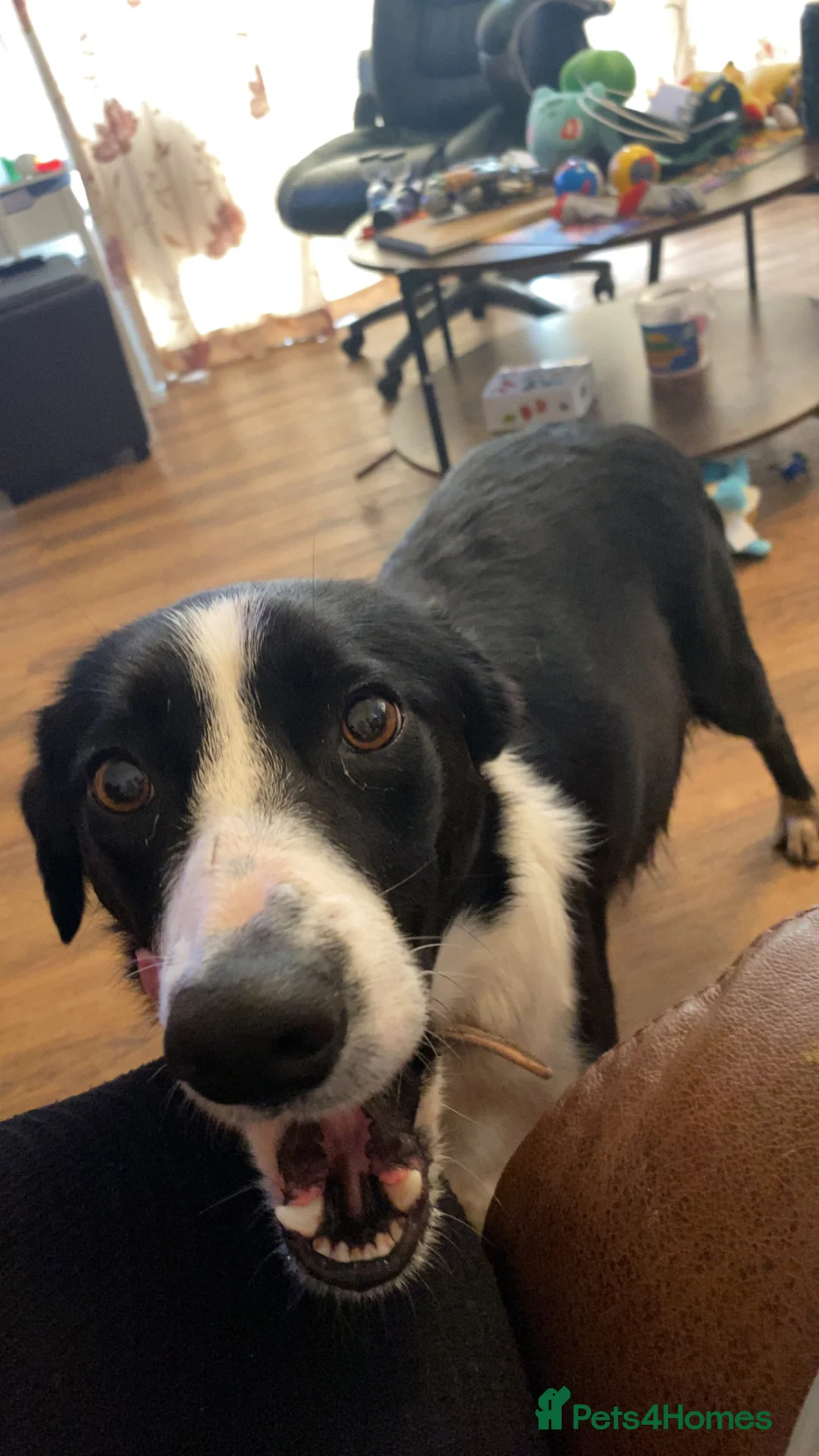 Mixed Breed dogs for sale: Beautiful Border Jack Puppies for Sale 🐶 in Banwell - Advert 2