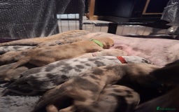 Lurcher dogs for sale: Saluki Lurcher  - Image 11