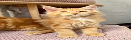 Maine Coon cats for sale: TICA Pedigree Massive Red Kittens - Advert 22