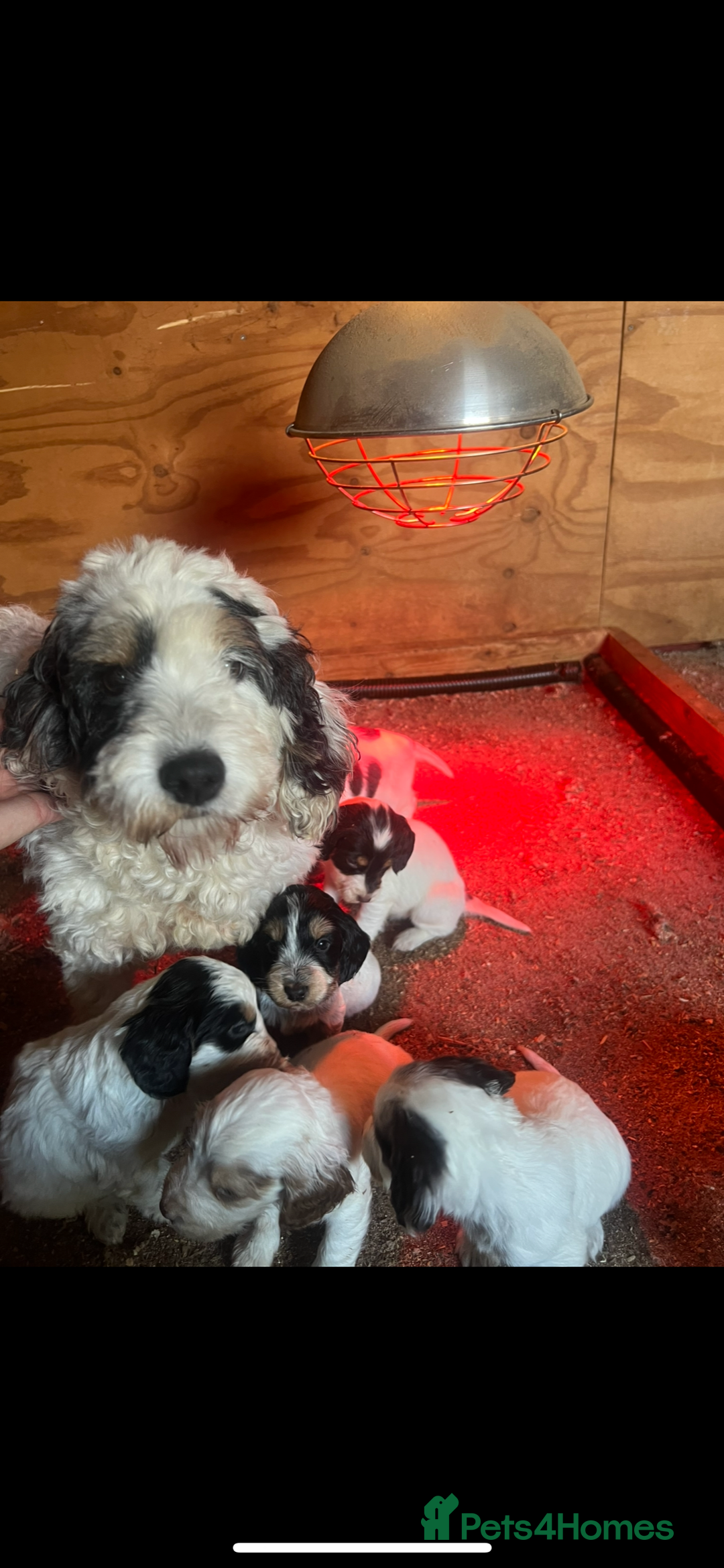 Cockapoo dogs for sale: Cockapoo puppy’s  - Advert 10