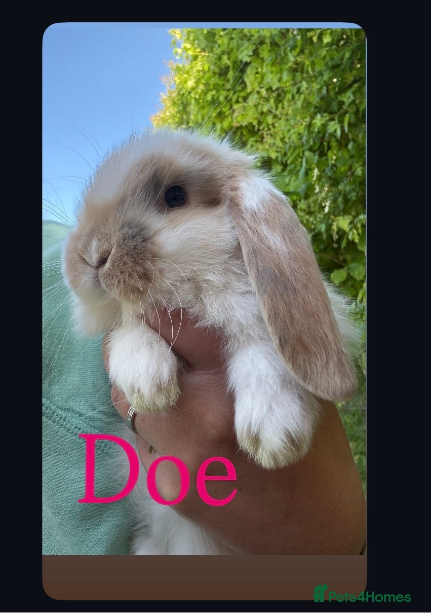 French Lop rabbits Stunning pure bred French lop babies  - Advert 15