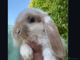 French Lop rabbits Stunning pure bred French lop babies - Advert 15