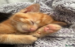 European cats for sale: Ginger boy looking for forever home  - Image 1