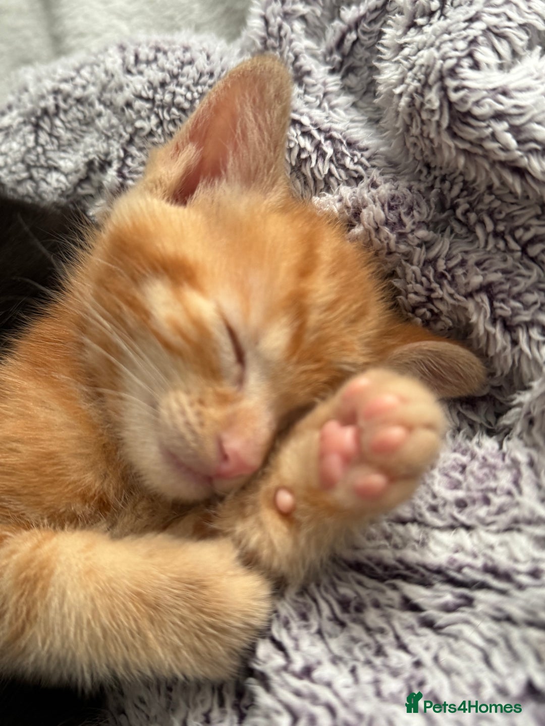 European cats for sale: Ginger boy looking for forever home  - Image 1