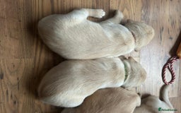 Labrador Retriever dogs for sale: Labrador puppies (only boys left) - Image 8