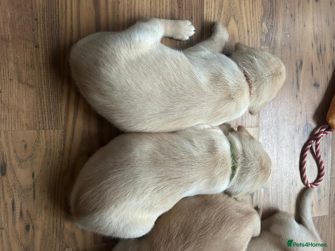 Labrador Retriever dogs for sale: Labrador puppies (only boys left) - Image 8