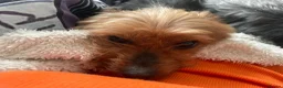 Yorkshire Terrier dogs for sale: Female Yorkshire terrier  - Advert 3