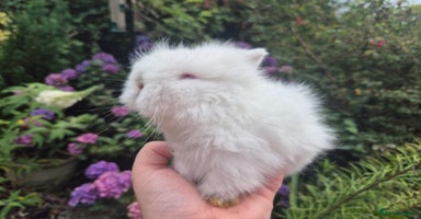 Angora rabbits - Advert 2