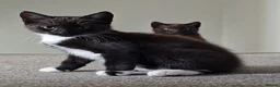 Mixed Breed cats for sale: Male kittens - Advert 3