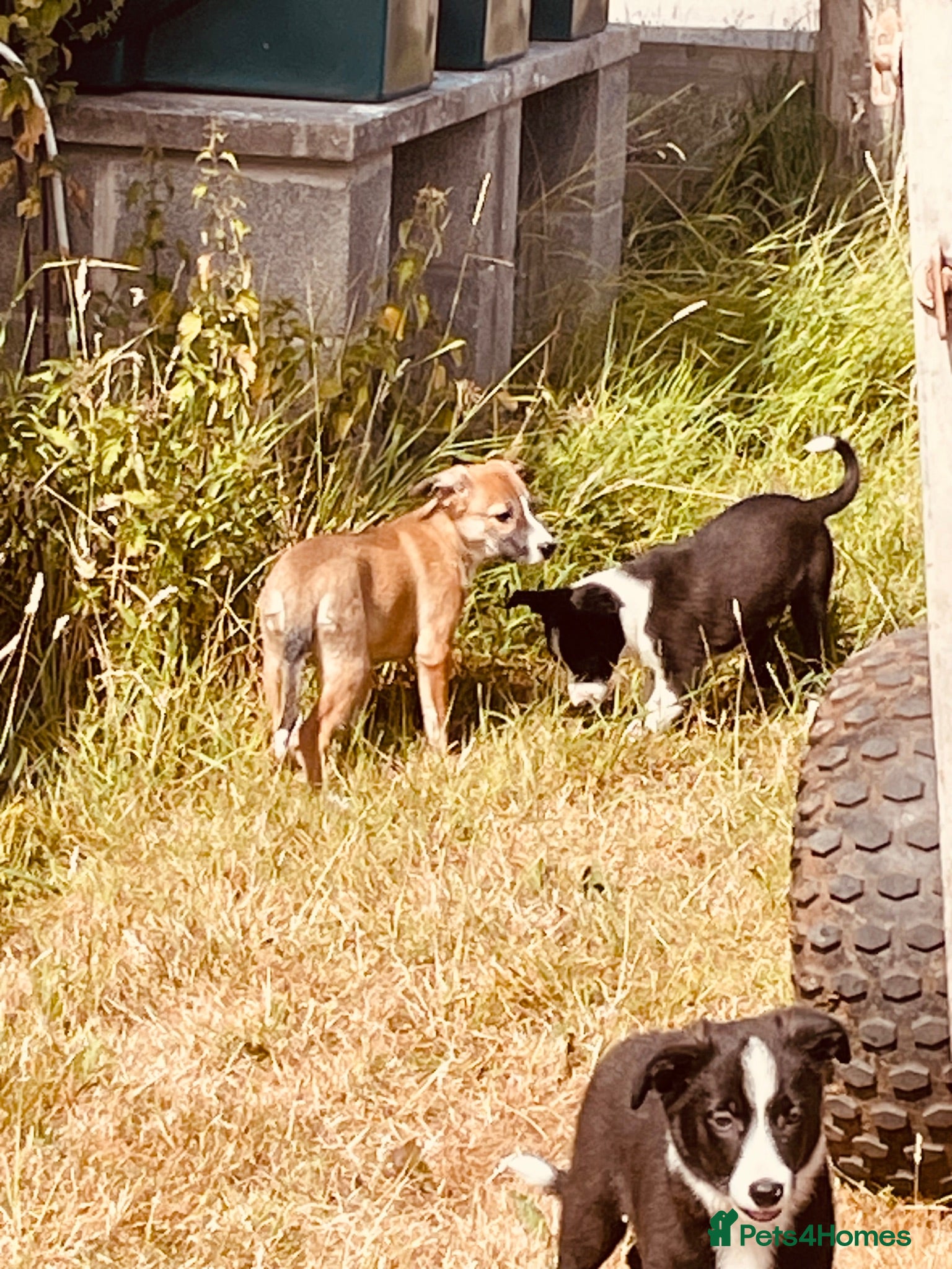 Border Collie dogs Collie puppies for sale - Advert 2