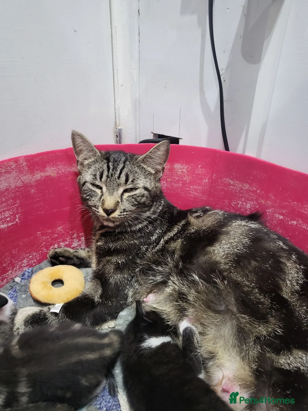 British Shorthair cats for sale: Kittens for sale in Canterbury - Advert 7
