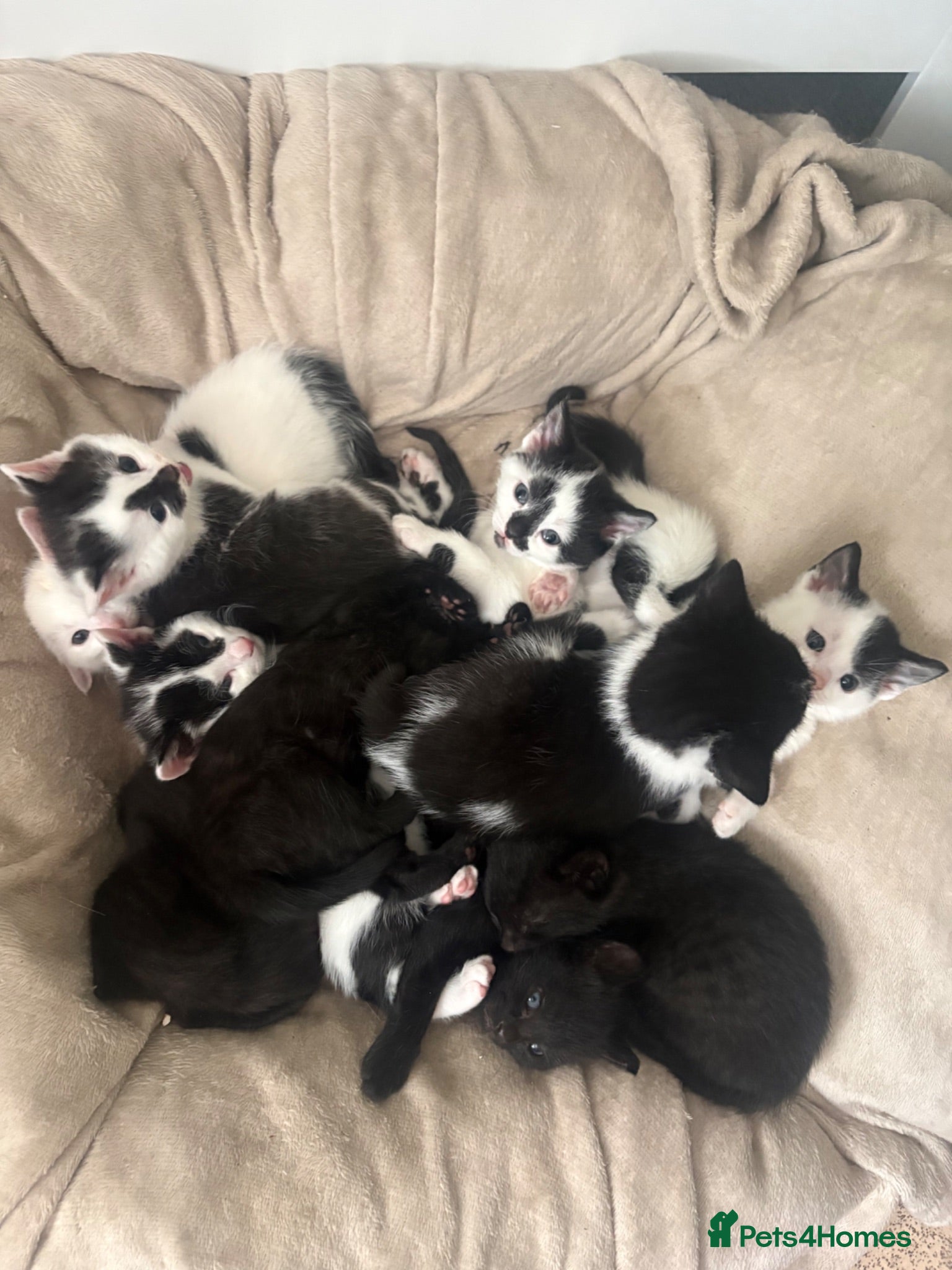 British Shorthair cats for sale: Adorable Kittens Looking for Loving Homes 🐾  - Advert 1
