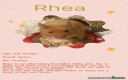 Hamster rodents for sale: Hamsters for adoption  - Image 14