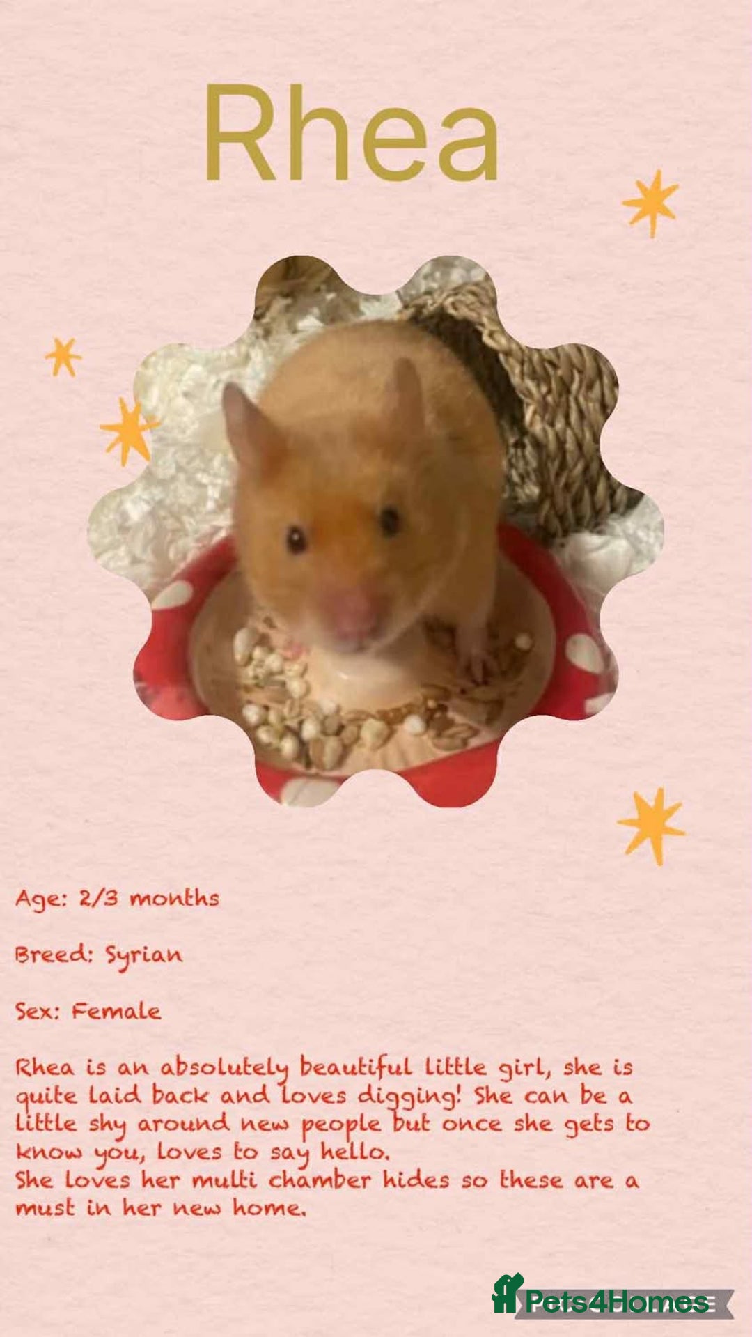 Hamster rodents for sale: Hamsters for adoption  - Image 14
