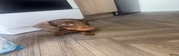 Miniature Dachshund dogs for sale: Melissa  - Advert 3