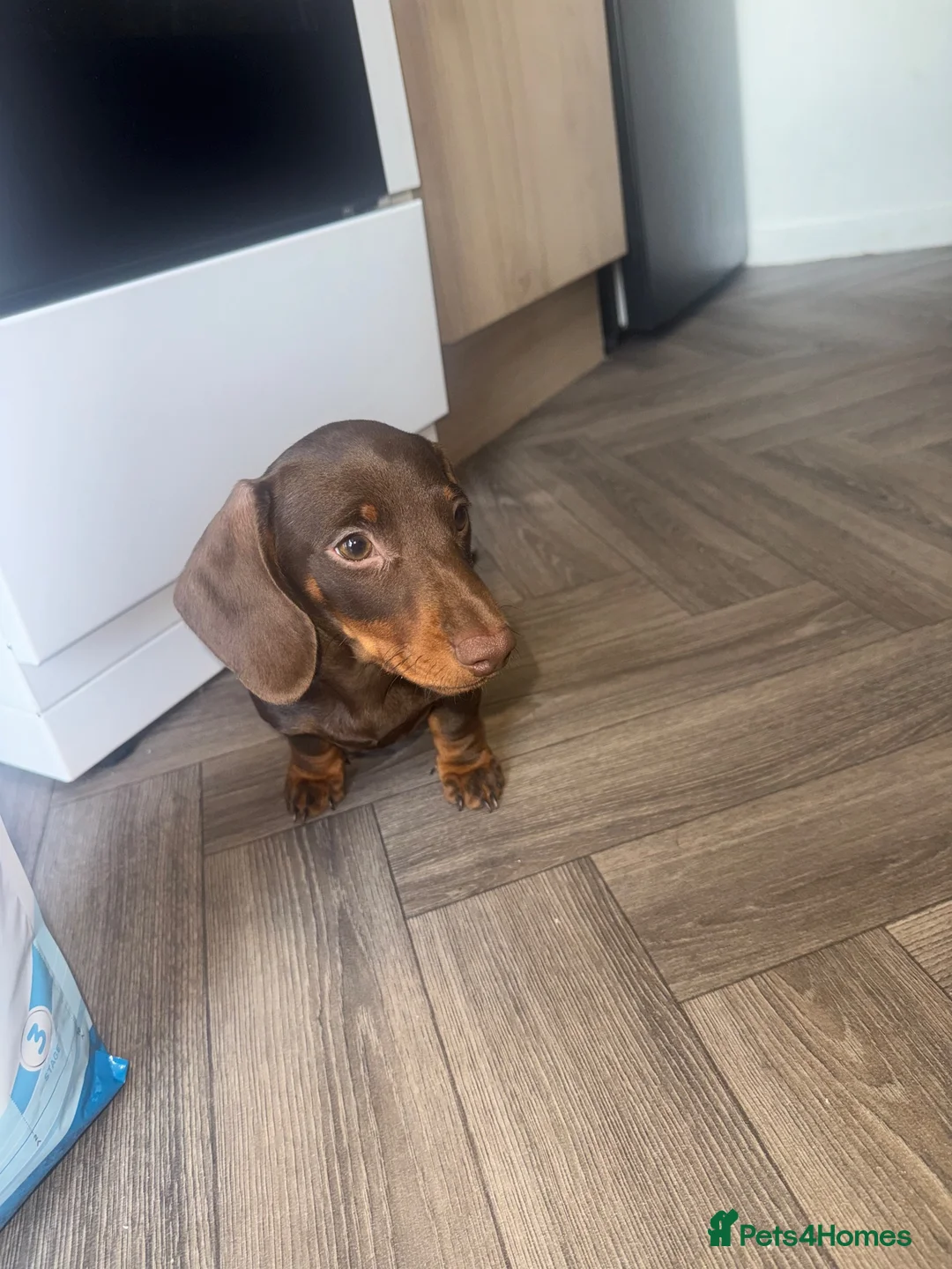 Miniature Dachshund dogs for sale: Melissa  - Advert 3