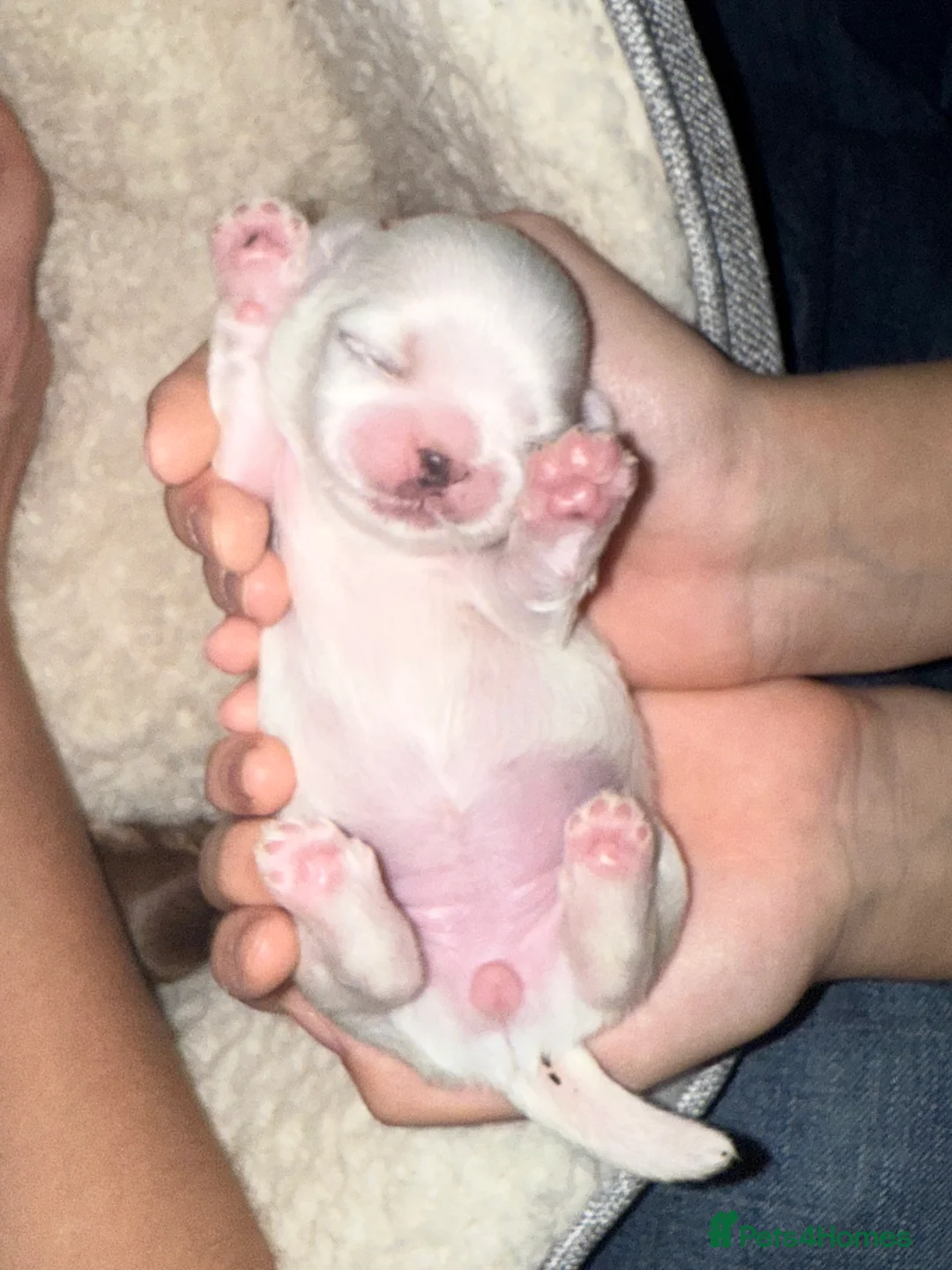 Shih Tzu dogs for sale: Shih tzu  - Advert 12