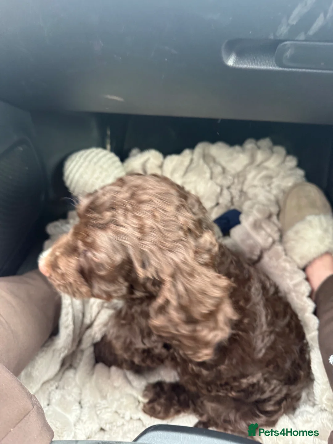 Cockapoo dogs for sale: Chocolate brown cockapoo  - Advert 2