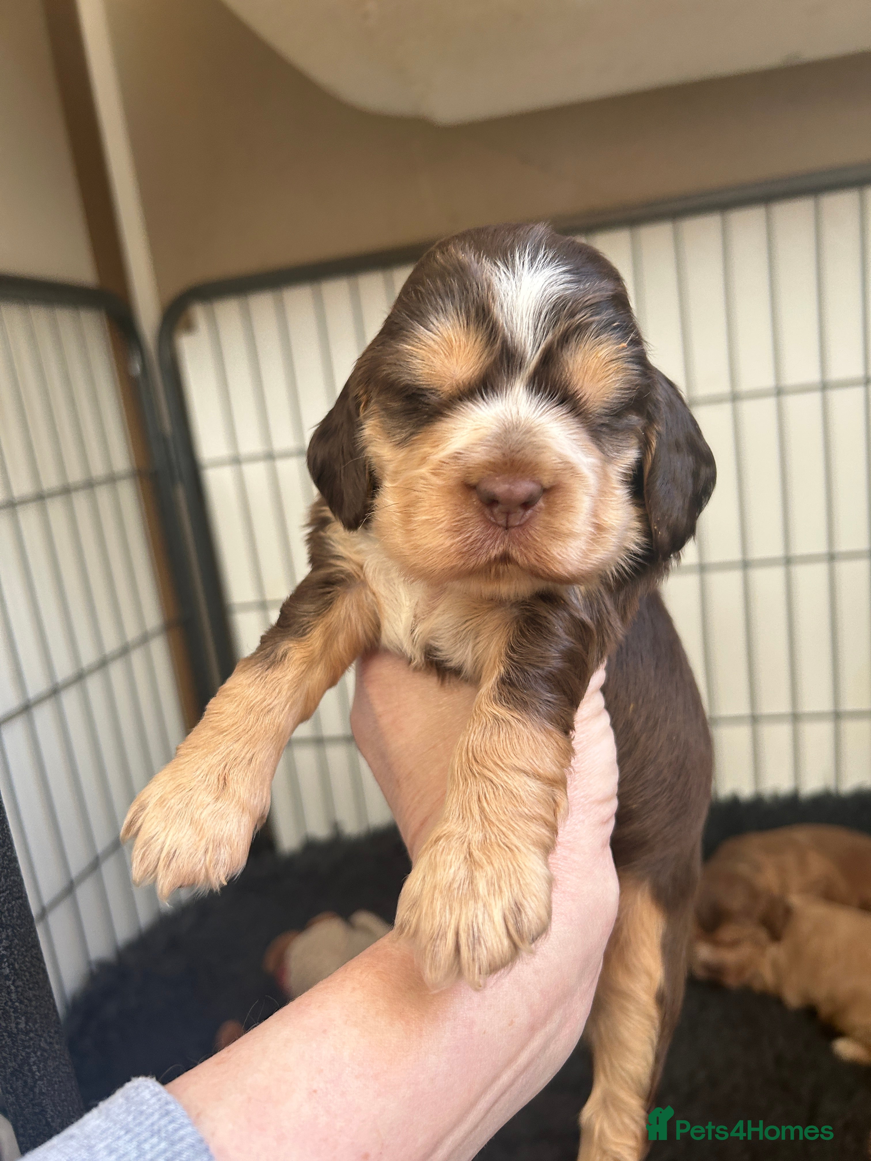 Cocker Spaniel dogs New litter of quality KC show cocker spaniels  - Advert 16