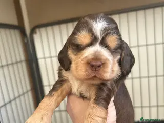 Cocker Spaniel dogs New litter of quality KC show cocker spaniels - Advert 16
