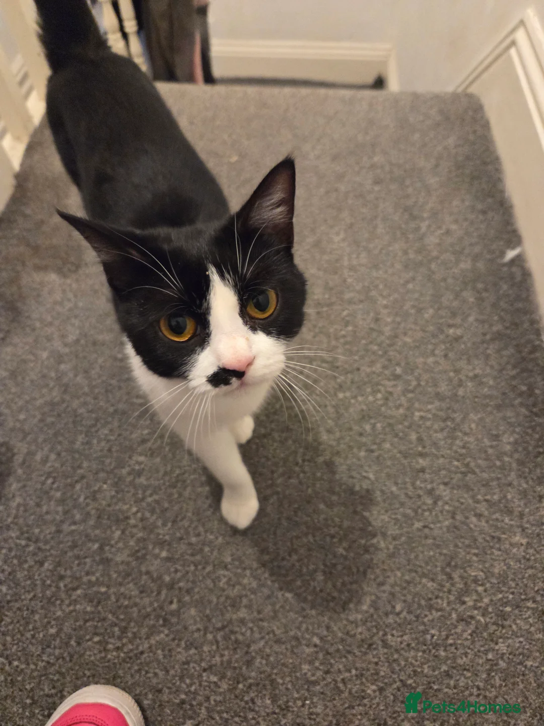 Mixed Breed cats for sale: 3 beautiful kittens  - Advert 2