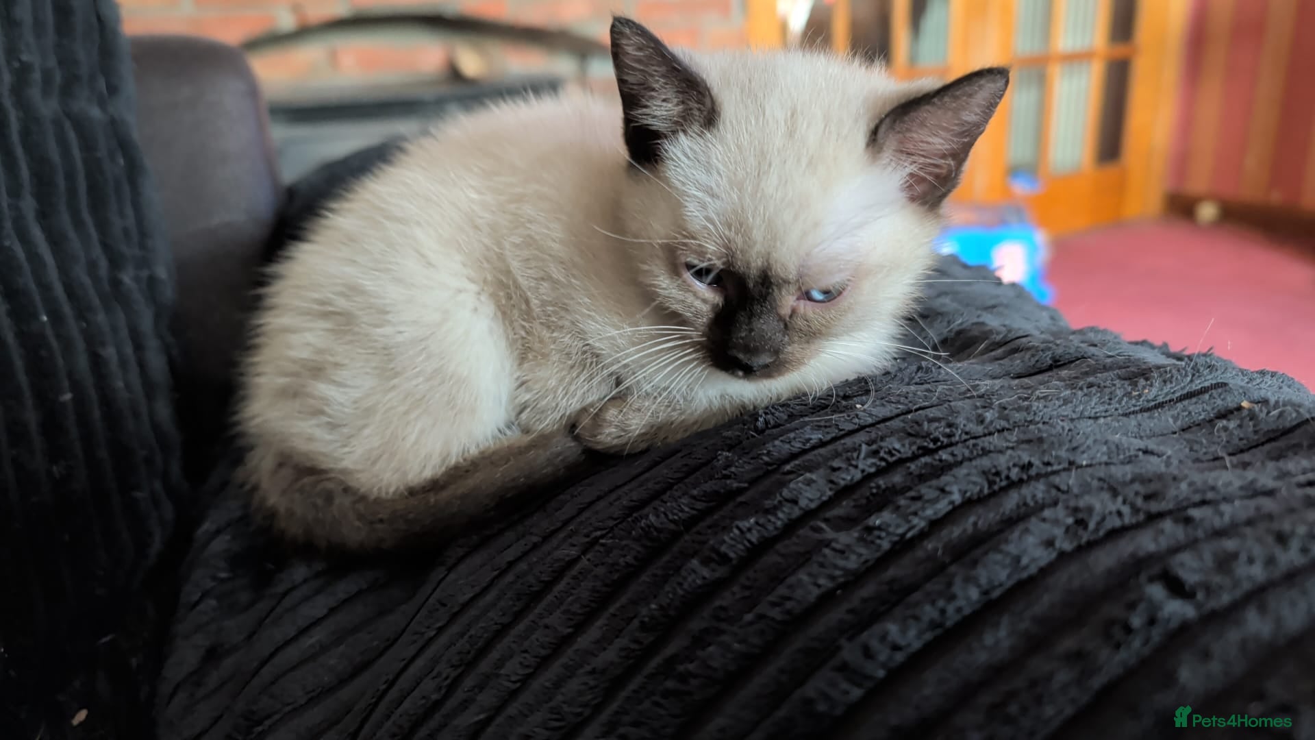 Mixed Breed cats Siamese Cross Ragdoll boy kitten plus black/white - Advert 1