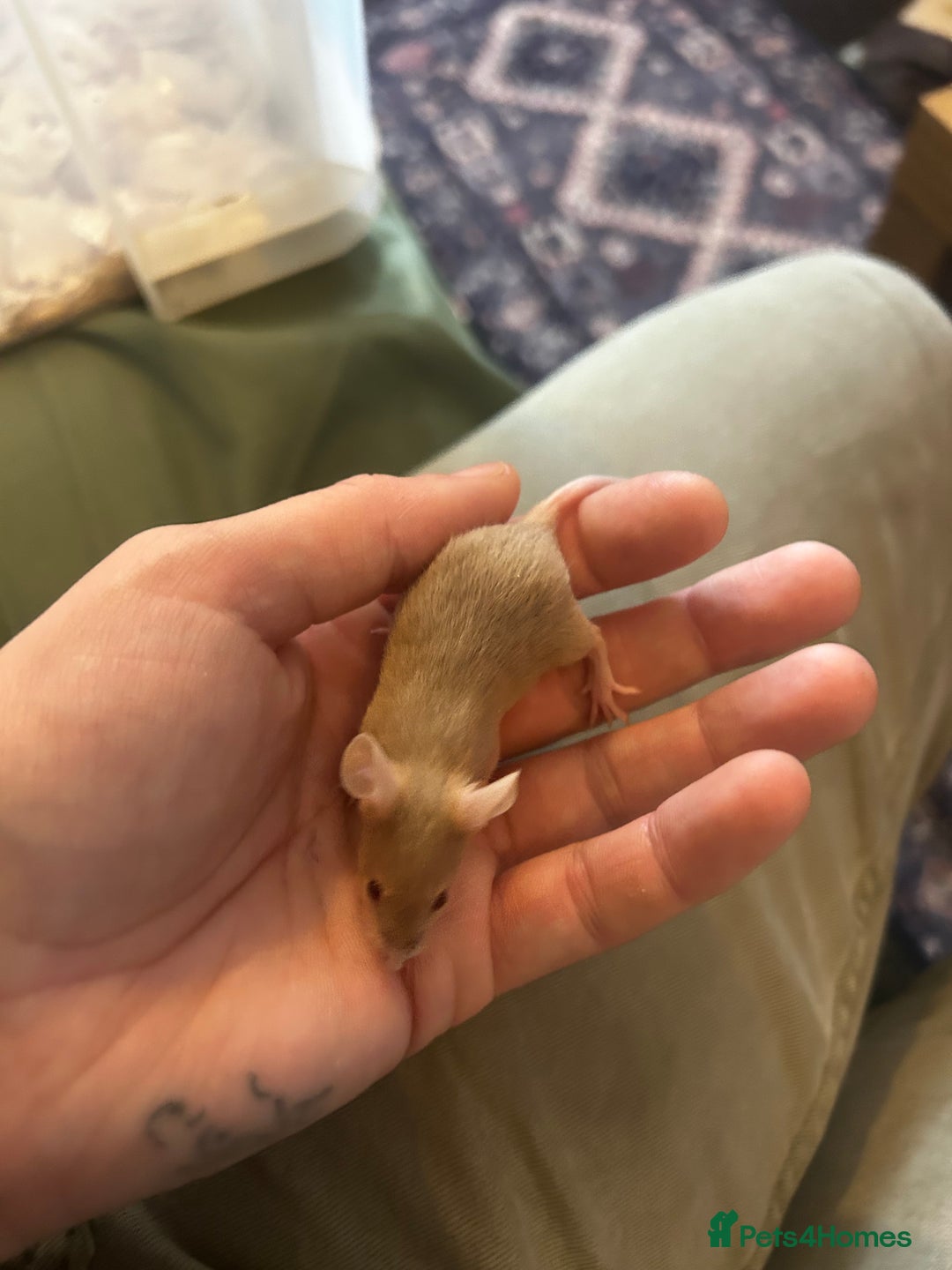 Mouse rodents for sale: All males on photos - Image 4