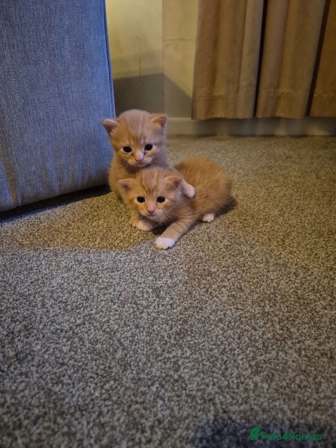 Mixed Breed cats for sale: Two ginger boys available August - Advert 3