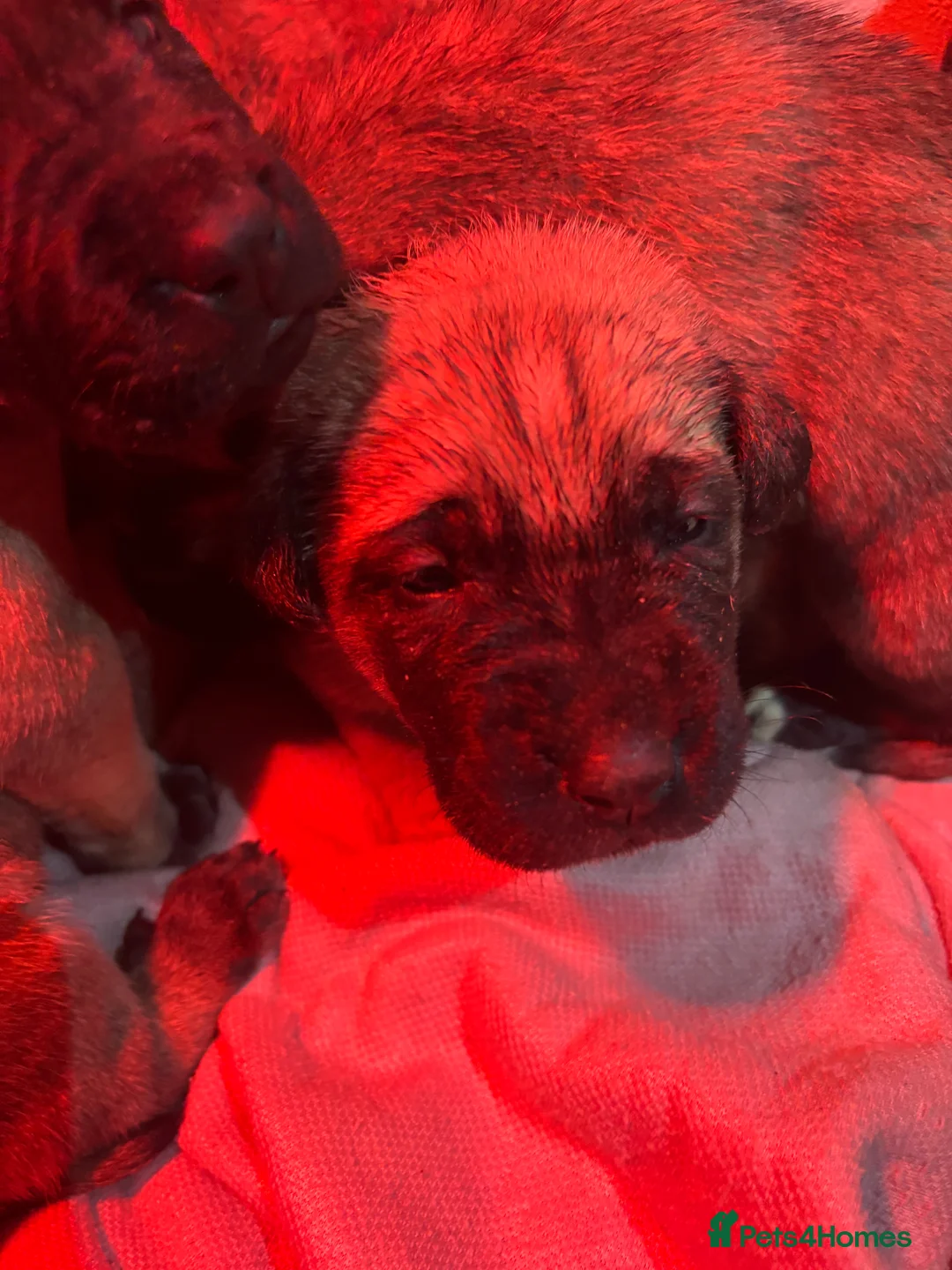 Anatolian Shepherd dogs for sale: Beautiful litter 5 girls left  - Advert 13