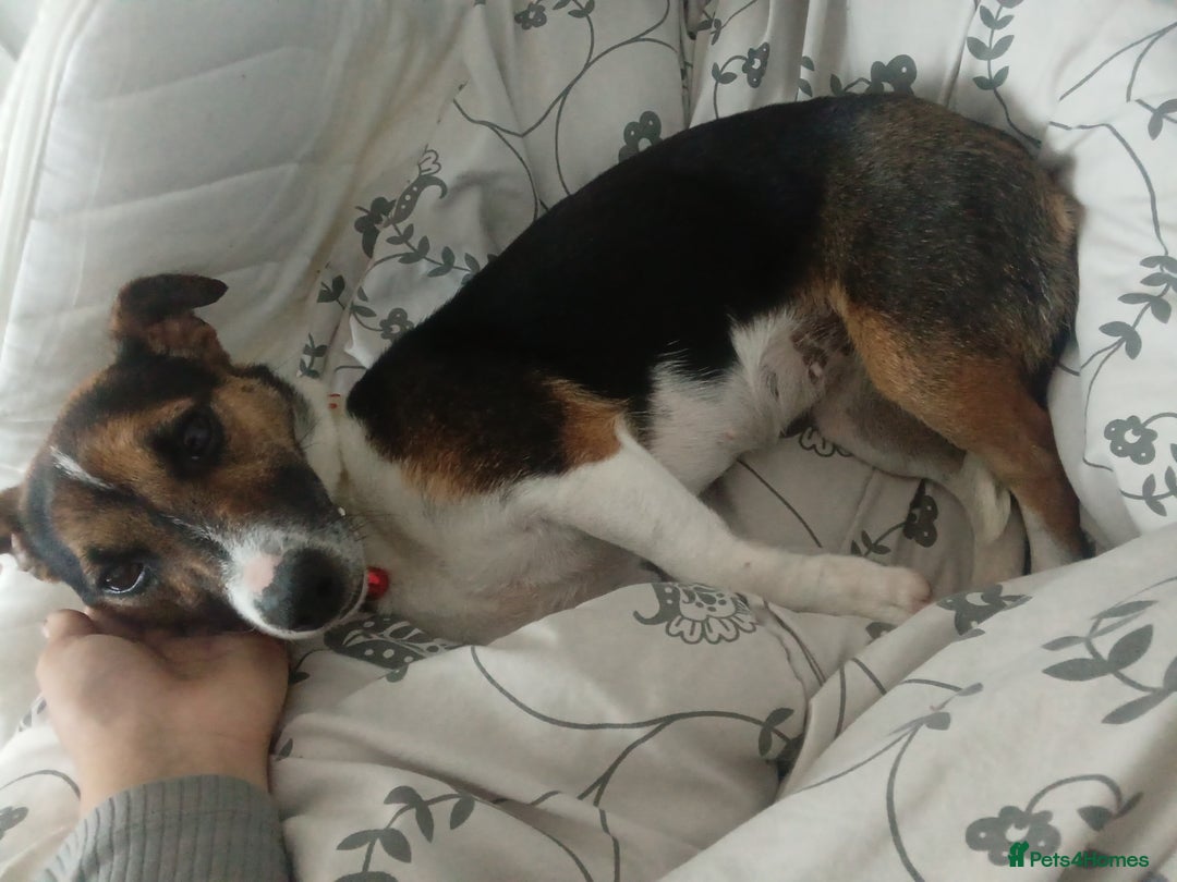 Jack Russell dogs for sale: Lucy needs good new home please take care off her - Image 2