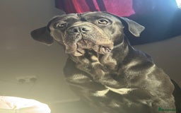 Cane Corso dogs for sale: Male cane corso  - Advert 5