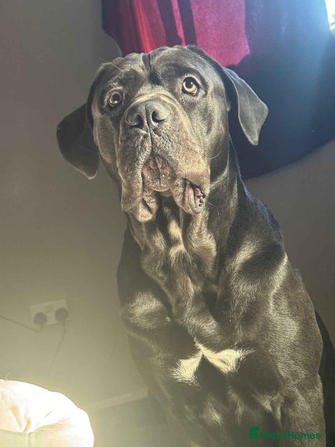 Cane Corso dogs for sale: Male cane corso  - Advert 5