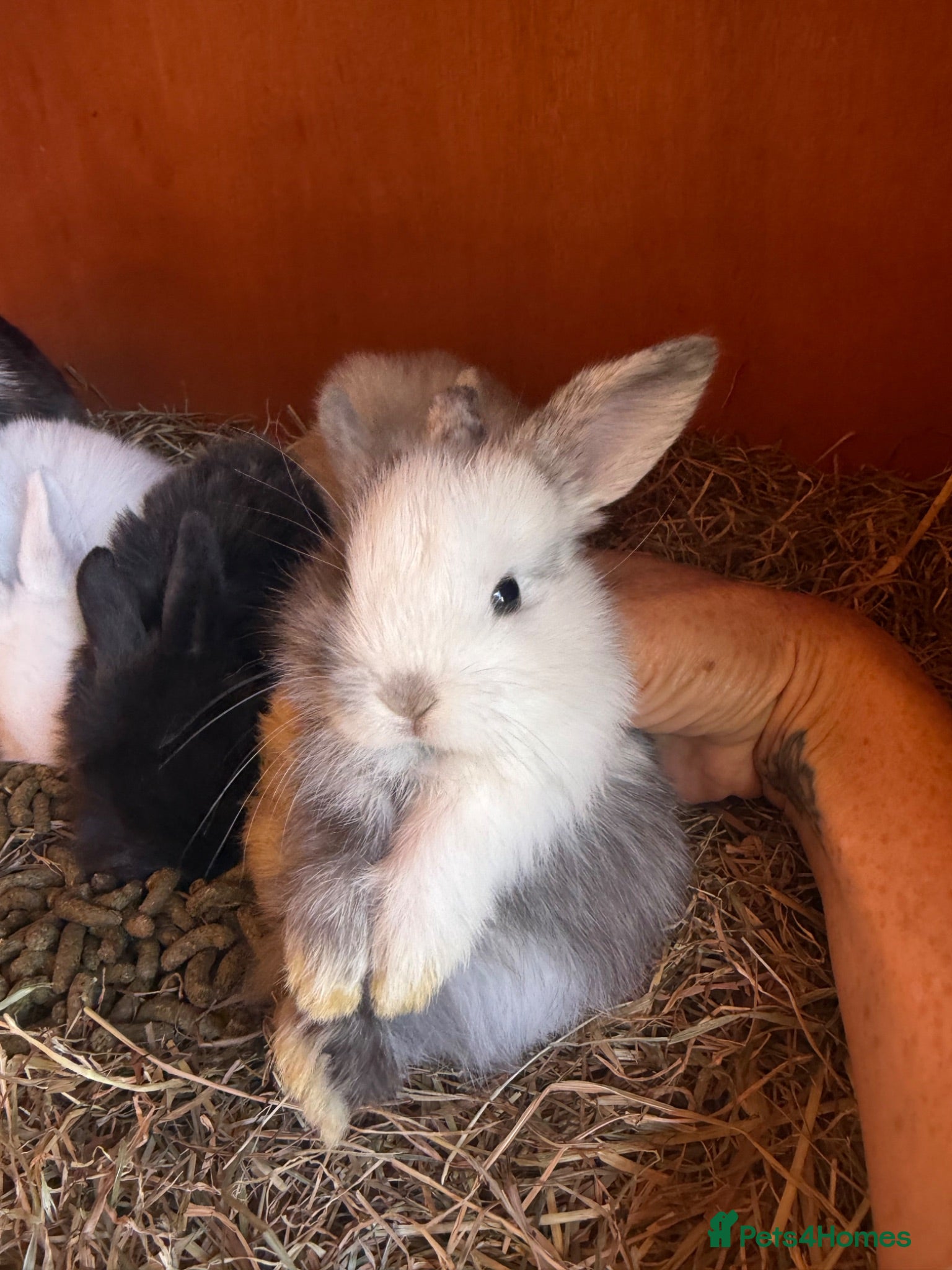 Mini Lop rabbits Stunning Vienna marked mini lops  - Advert 2