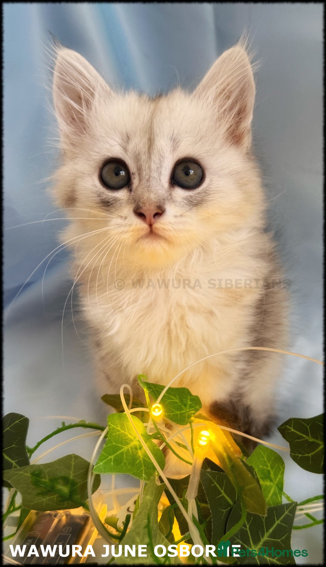 Siberian cats for sale: Siberian Kittens Available for Reservation!  - Image 3
