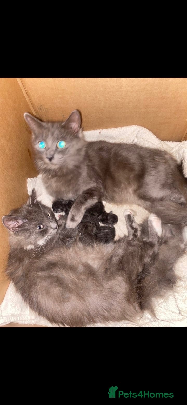Mixed Breed cats Last 2 kitten looking for their home - Advert 2