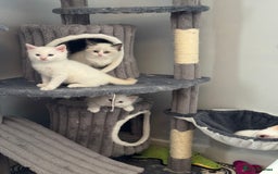 Ragdoll cats for sale: GCCF registered Ragdoll-Red Tabby Boy - Image 5