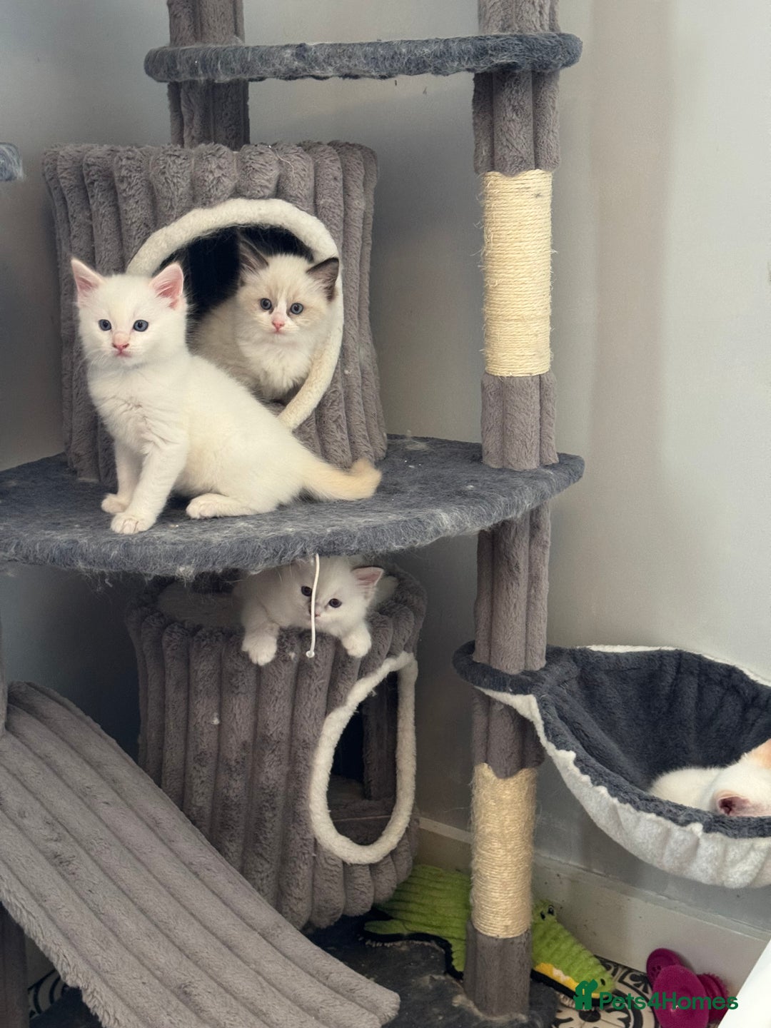 Ragdoll cats for sale: GCCF registered Ragdoll-Red Tabby Boy - Image 5