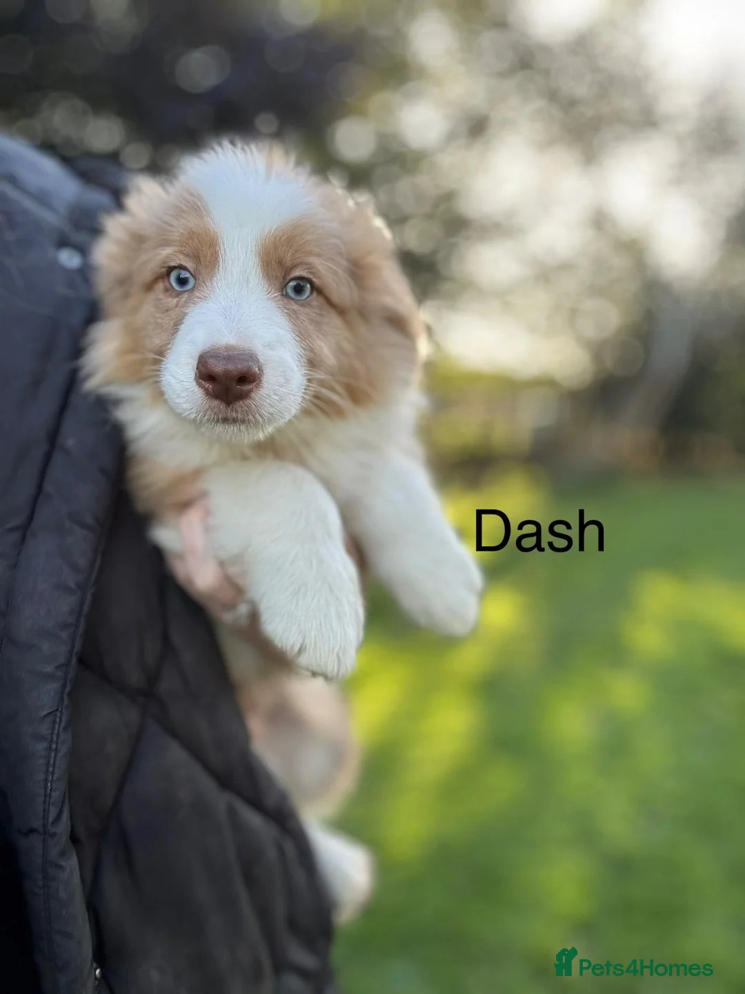 Border Collie dogs for sale: Our Bred Border Collie Puppies For Sale - Advert 2