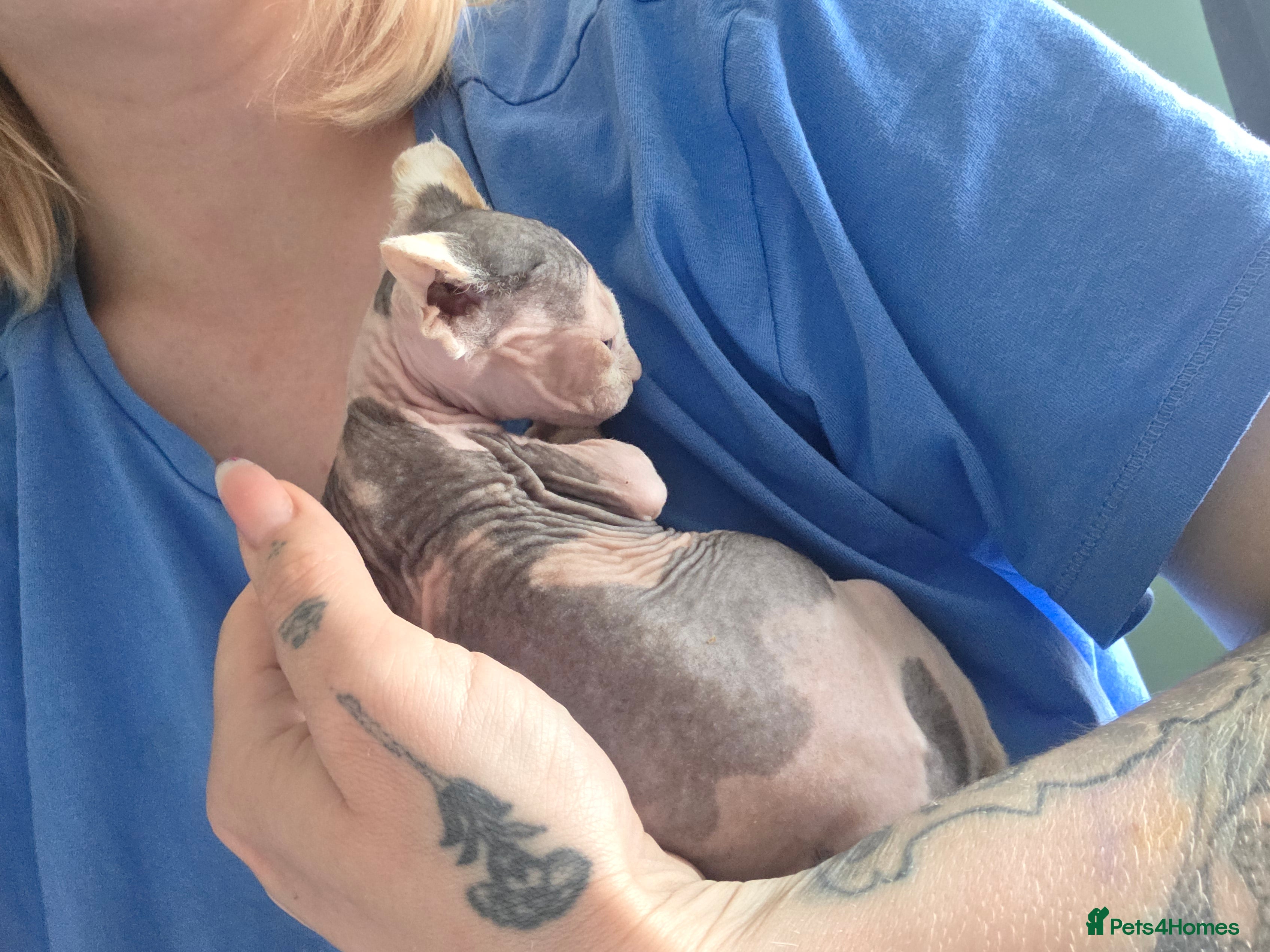 Sphynx cats for sale:  Kittens Ready for Loving Homes - Advert 2