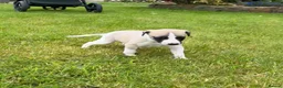 Whippet dogs for sale: Stunning Fawn Whippet Pups  in Winkleigh - Advert 20