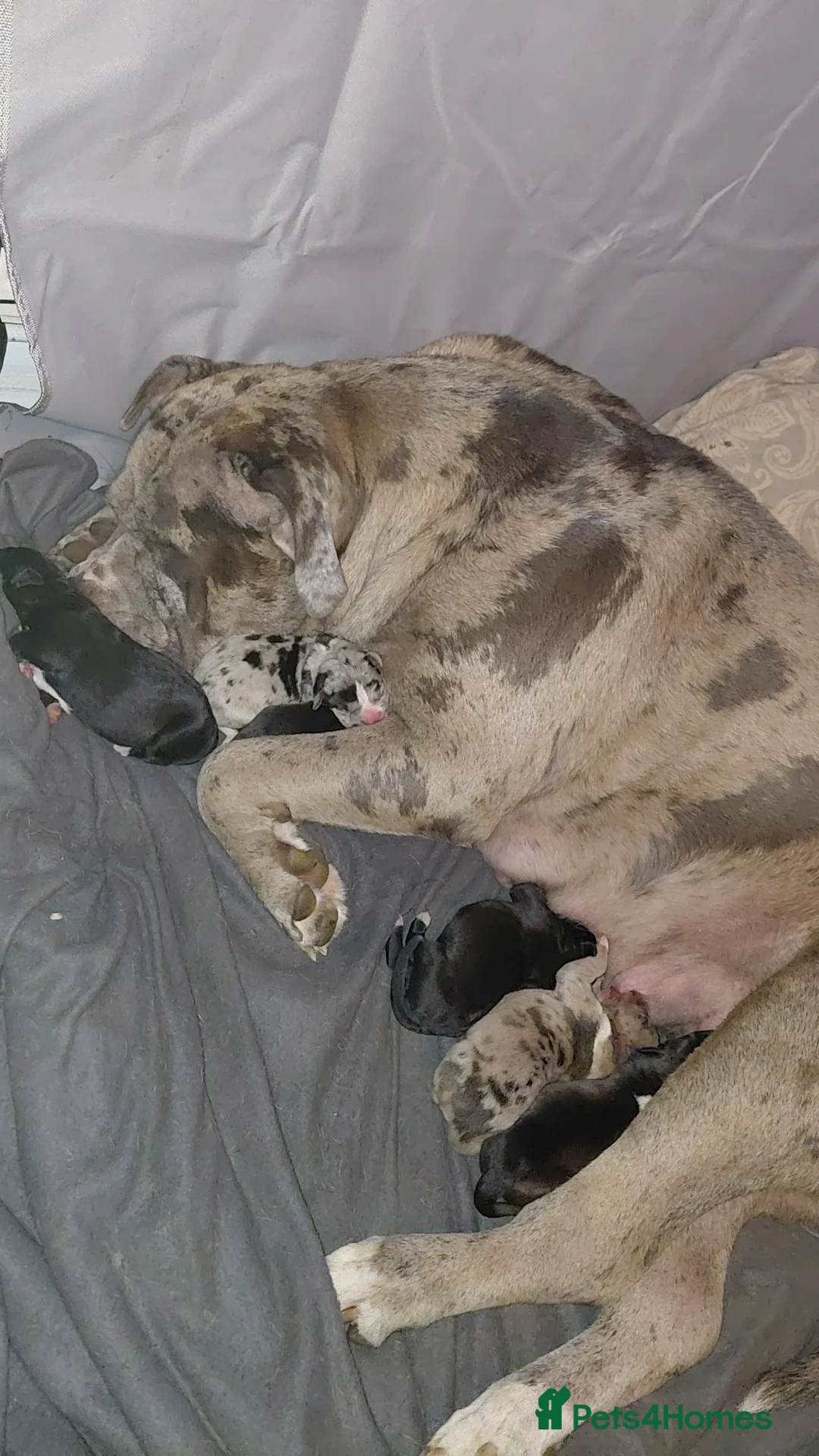 Presa Canario dogs for sale: Beautiful presa canario X alpha blue blood bulldog - Advert 3