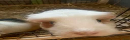 Guinea Pig rodents for sale: 2 Cute Female Guinea Pigs in London - Advert 7