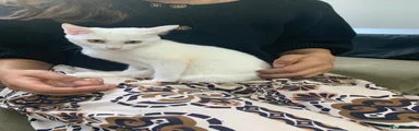 Arabian Mau 1