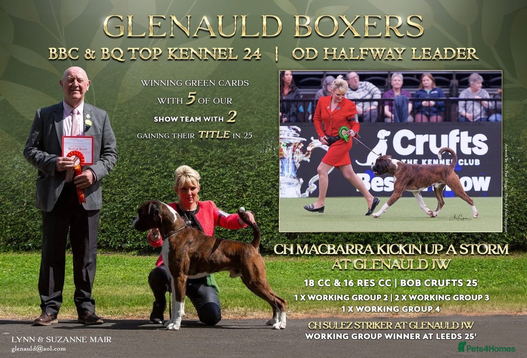 Boxer dogs for sale: Quality KC Boxer Puppies  - Advert 9